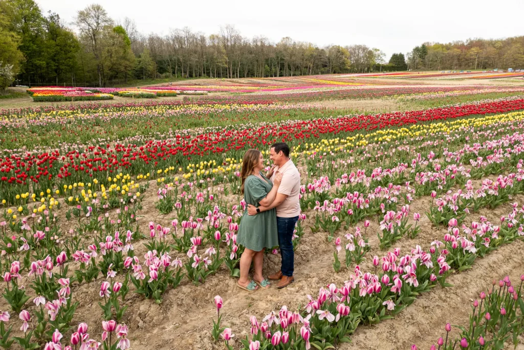 A couple shares an embrace as lines of tulips paint the landscape. A engagement session drone photograph shot by Pixelesque Photography - Hamilton wedding Photographer.
